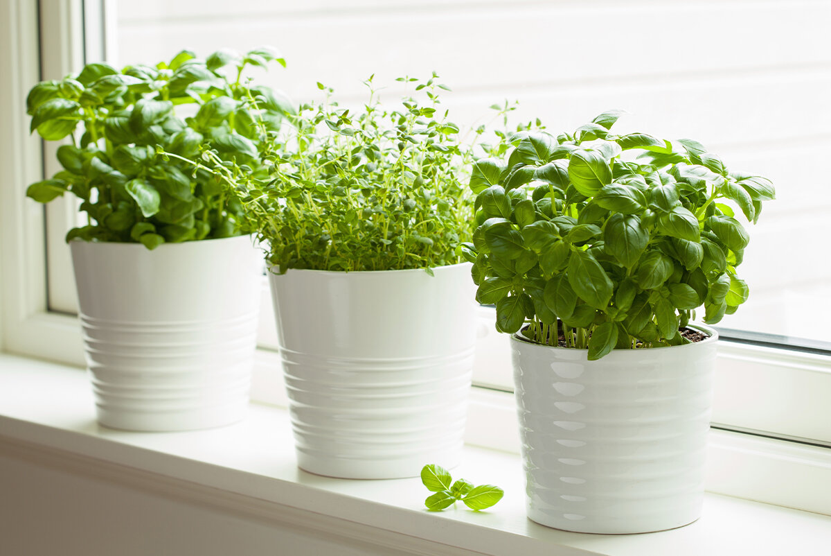 GROW VEGGIES IN YOUR APARTMENT WITHOUT A BALCONY!